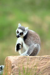 katta with itchy head
