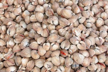 Preserved Razor clam ready for sale in street market