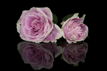 Pink Roses Bouquet
