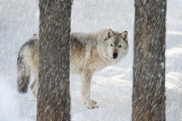 Fototapeta premium Timber wolf