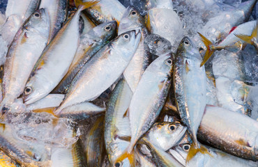 Top view of fresh Mackerel in Thailand street market