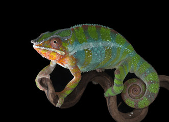 Panther Chameleon