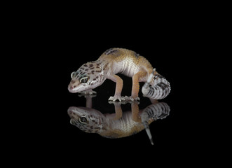 Leopard Gecko & Reflection
