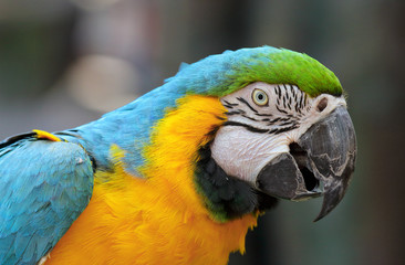 macaw bird