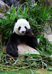 Obraz premium giant panda eating bamboo