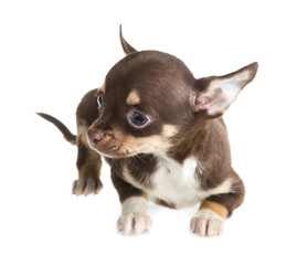 short haired chihuahua puppy in front of a white background