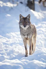 Photo sur Plexiglas Loup Loup des bois