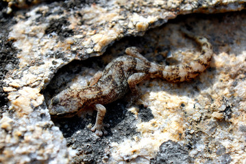 FILODATTILO O TARANTOLINO