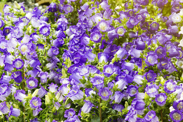 Obraz premium Canterbury-bells (Campanula medium L.)