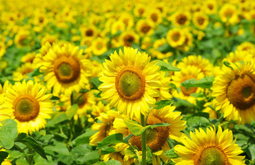 Obraz premium sunflowers