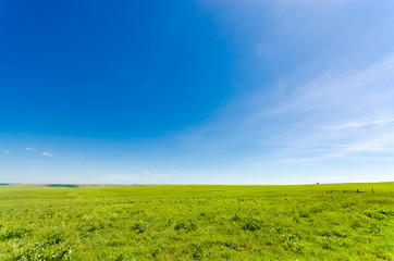Vibrant green meadow under a blue sky