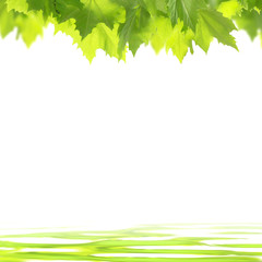 Leaves on a calm water