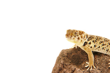 wundergecko gecko lizzard echse reptil tier