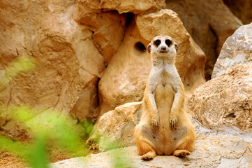 Suricate meerkat standing up (Suricata suricatta)