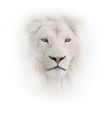 white lion on the white background