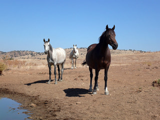 Obraz premium three horses
