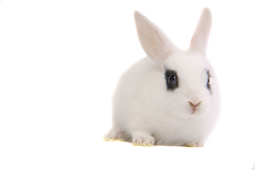 Obraz premium Zwergkaninchen, Kaninchen, Hase