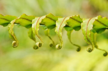 Uncurling fern fronds