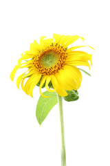 Single sunflower and leaf isolated on white background.