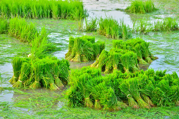 Photos from near the middle of the rice plant.