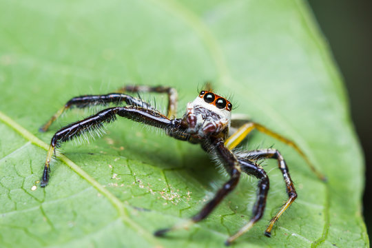 Telamonia Dimidiata jumping spider
