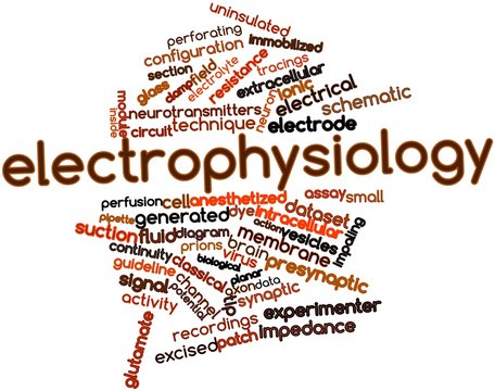 Word cloud for Electrophysiology