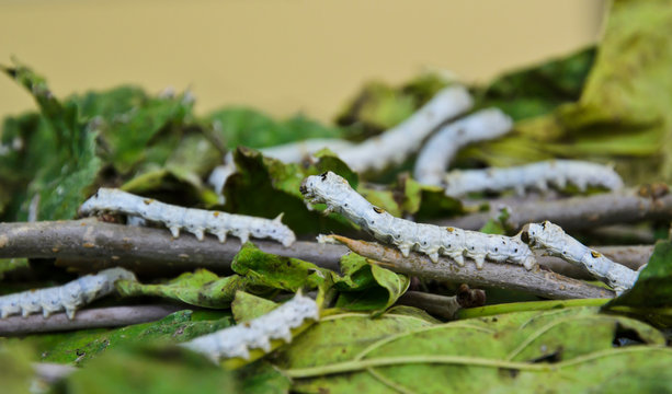 Silkworms on mulberry leaves