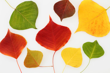 秋の葉　カラフルな落ち葉