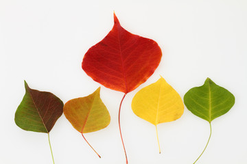 秋の葉　カラフルな落ち葉