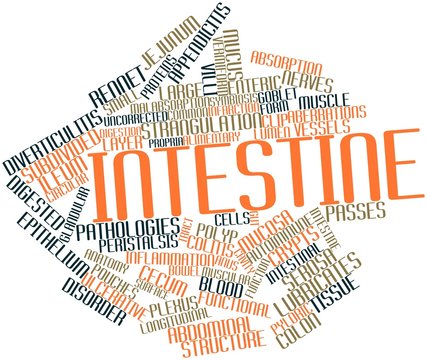 Word cloud for Intestine