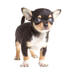 short haired chihuahua puppy in front of a white background