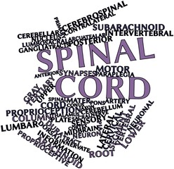 Word cloud for Spinal cord