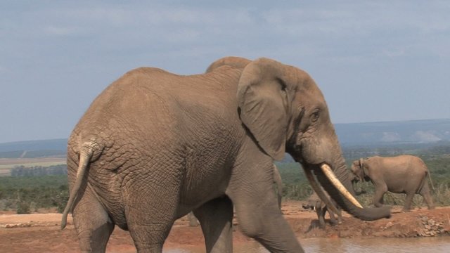 Big male elephant walking away
