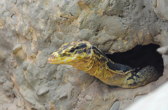 Large monitor lizard that climbs up from a burrow
