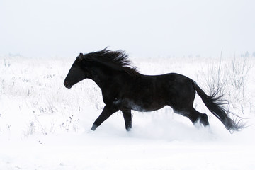 Trakehner black stallion run in snow field