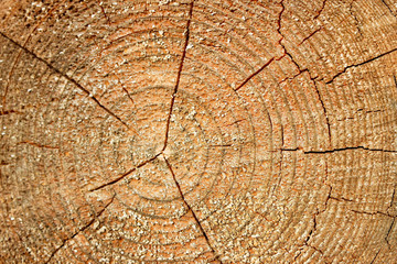 The structure of the saw cut logs