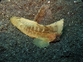 pesce cacatua