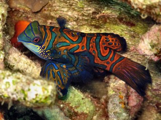 pesce mandarino