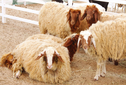 Awassi sheep relaxing