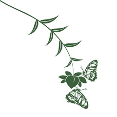 butterfly on a white background. Vector