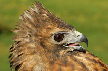 Red-tailed Hawk (Buteo jamaicensis)