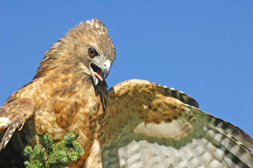 Red-tailed Hawk (Buteo jamaicensis)