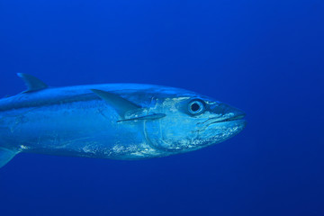 Thunfisch im Blauwasser
