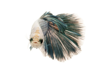 Siamese fighting fish