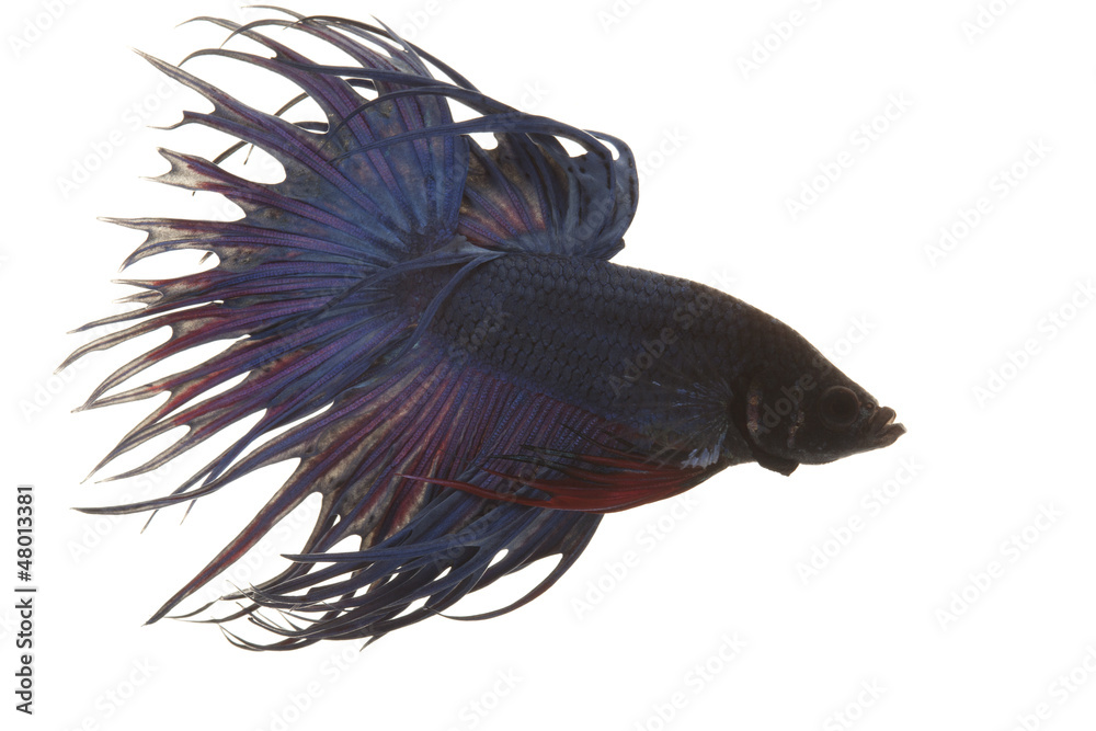 Poster Siamese fighting fish