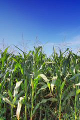 corn field