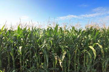 corn field
