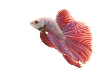 Siamese fighting fish