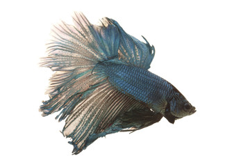 Siamese fighting fish
