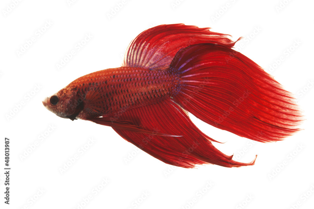 Poster siamese fighting fish